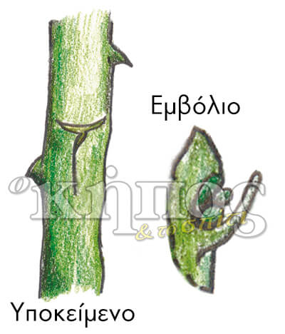 Ο εμβολιασμός των δέντρων εμβολιασμός δέντρων