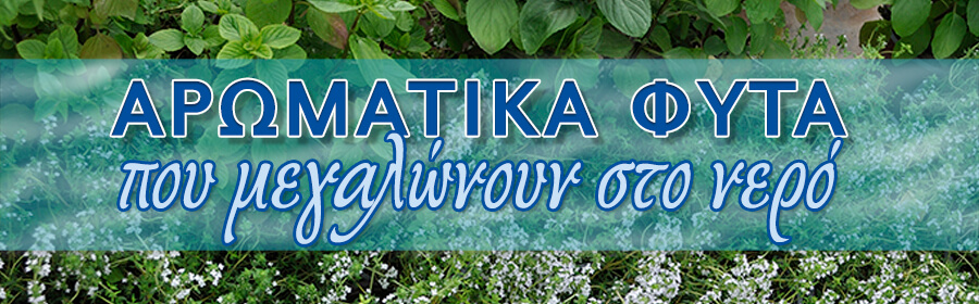 Title aromatika fyta 900x280 Αρωματικά που μεγαλώνουν στο νερό