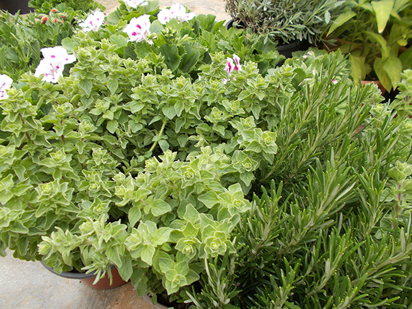 Αρωματικά φυτά ρίγανη - Κήπος και σπίτι