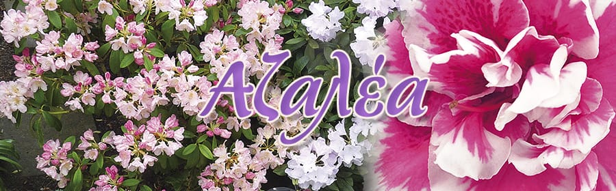 Αζαλέα Περιοδικό κήπος Αζαλέα Περιοδικό κήπος